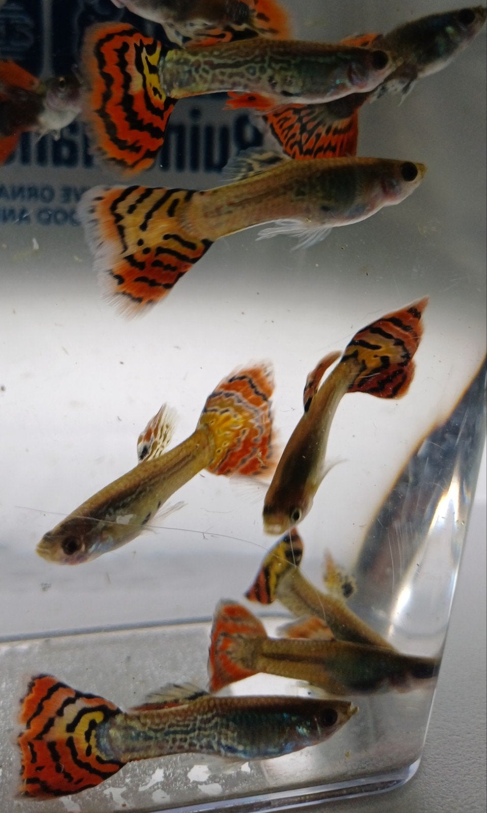 Hobbyaquarium Dumbo Ear blue mosaic/snakeskin mosaic guppy, Vis, Zoetwatervis, Schoolvis