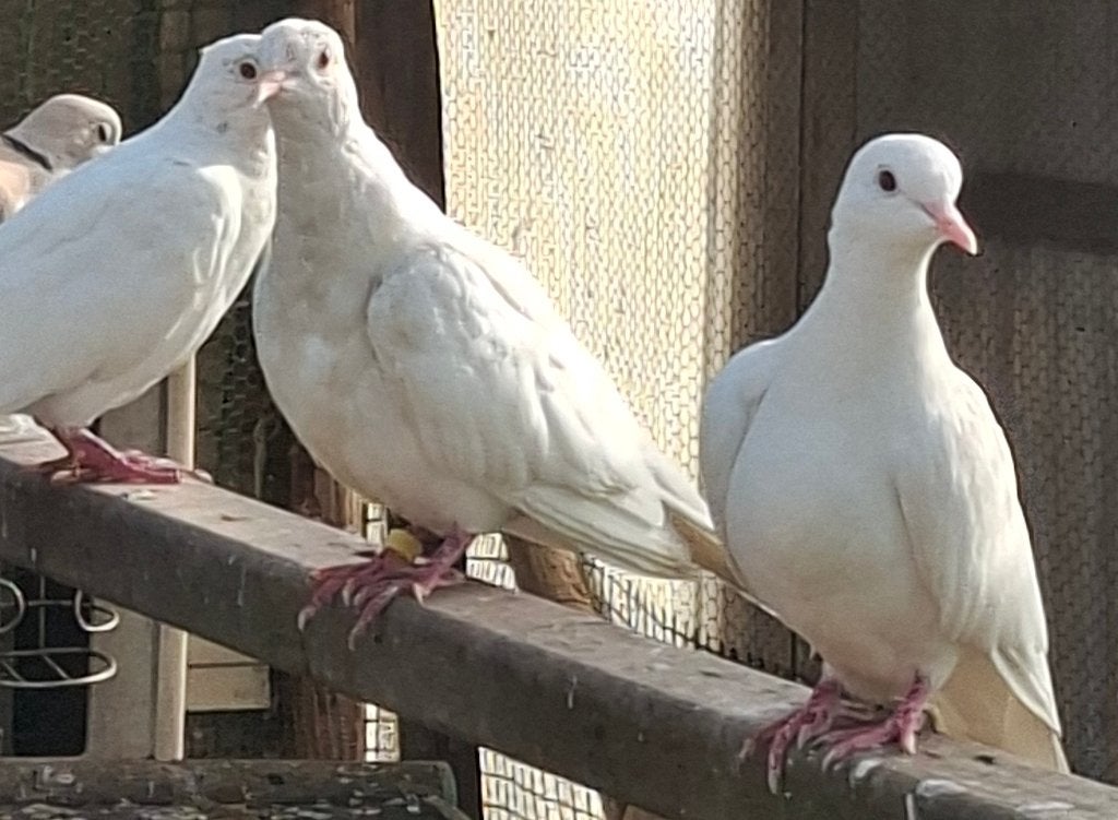 Lachduiven, Dieren en Toebehoren, Meerdere dieren, Overige soorten