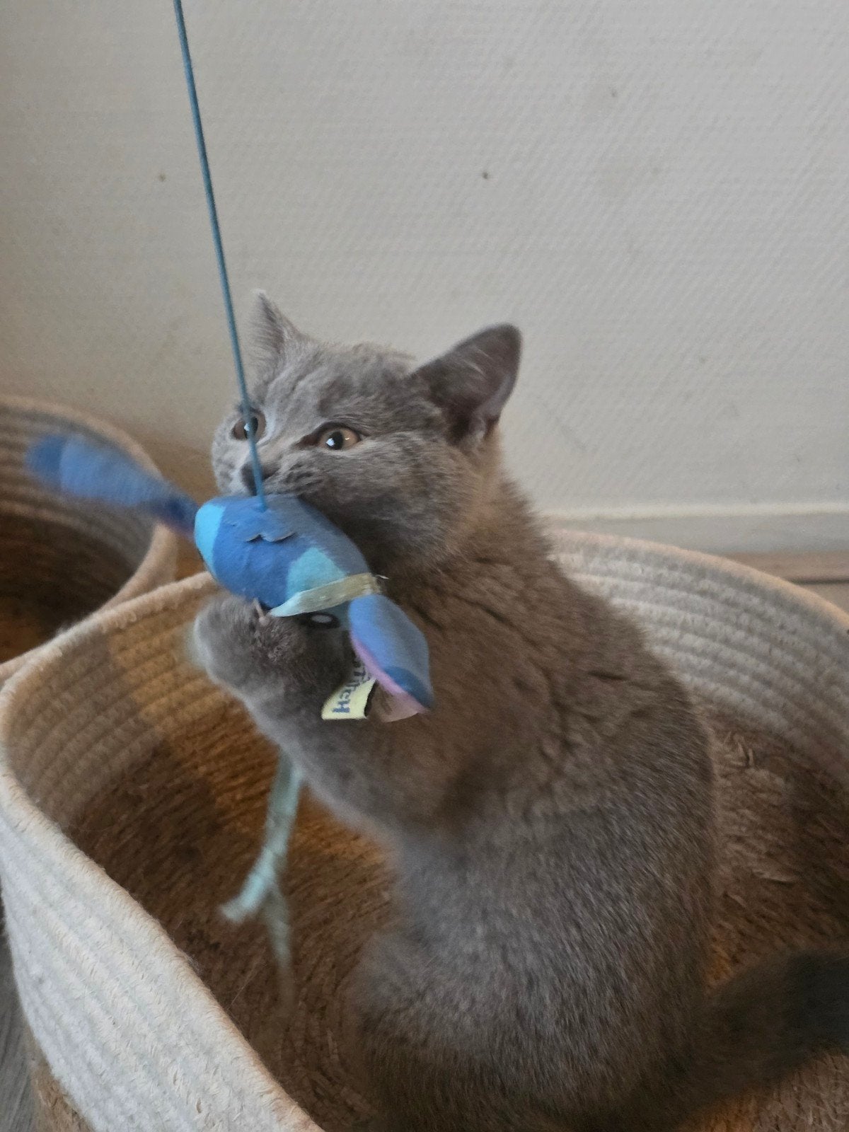 Britse korthaar kittens, Meerdere dieren