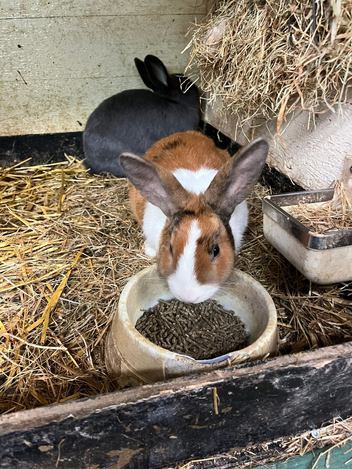 Te koop Dwerg konijntjes, Meerdere dieren, Dwerg