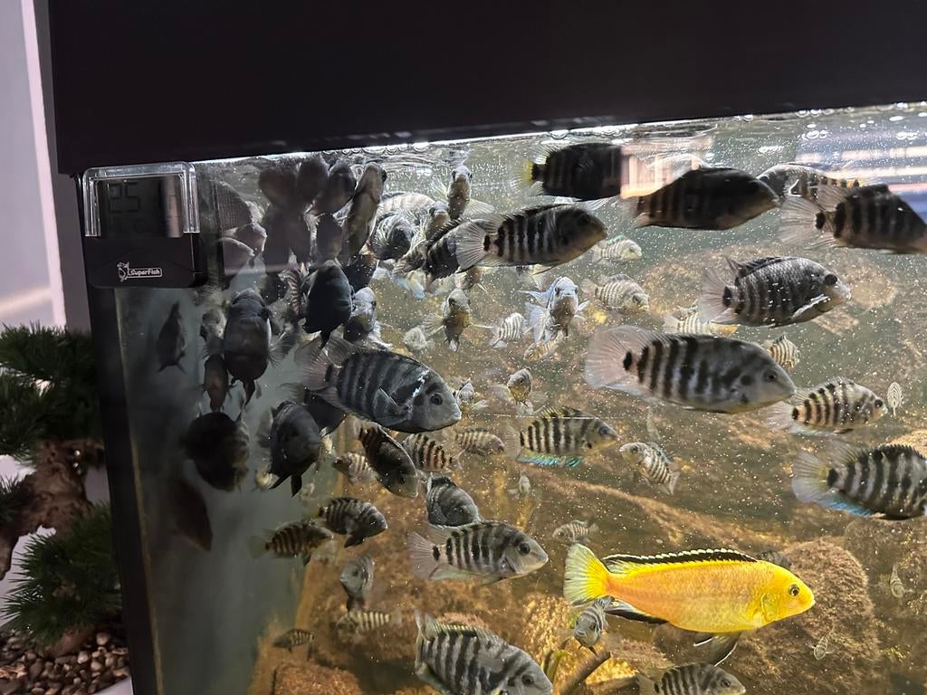 Zebra chicliden, Vis