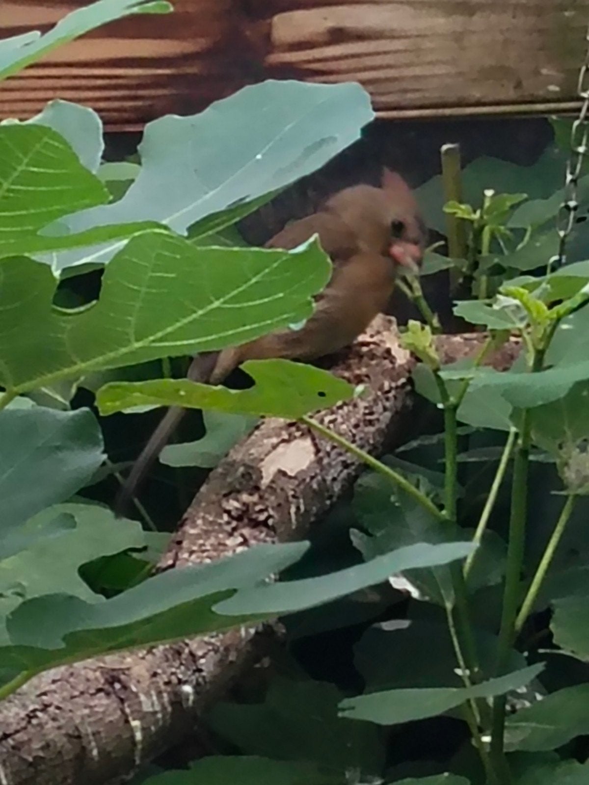 rode kardinalen, Meerdere dieren