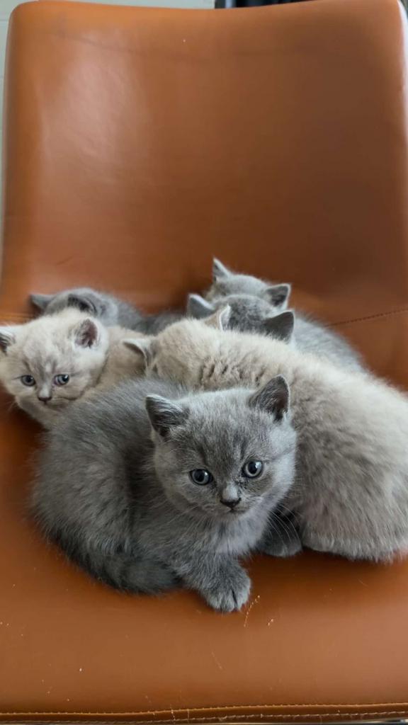 Britse Korthaar kittens, Meerdere dieren, Ontwormd