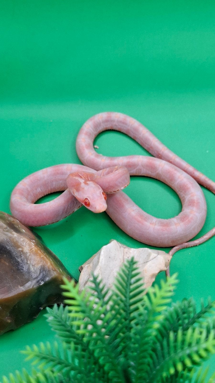 pantherophis guttatus 0.1 amel scaleless 100% het motley Corn Snake - female for sale from Daphne