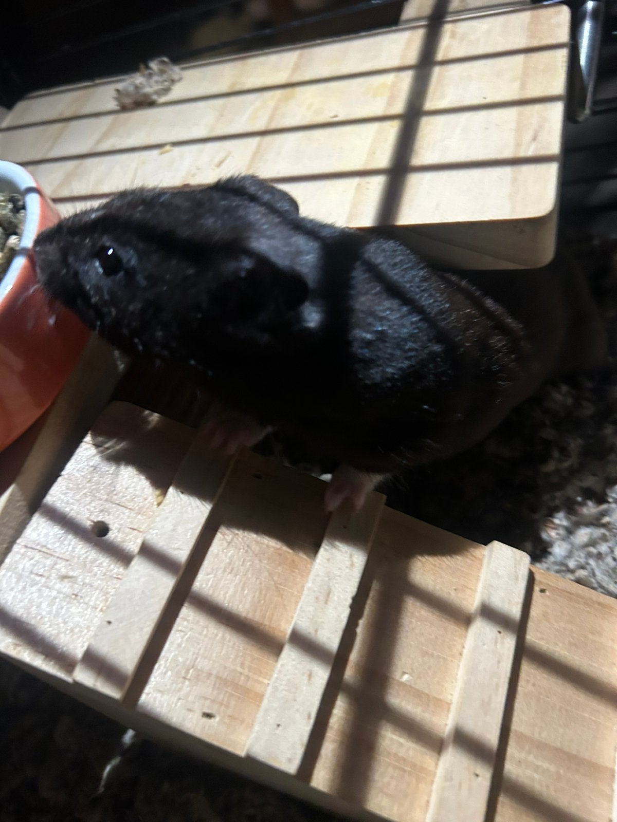 Lieve Goud hamster mag gratis mee, Dieren en Toebehoren, Mannelijk, Overige soorten