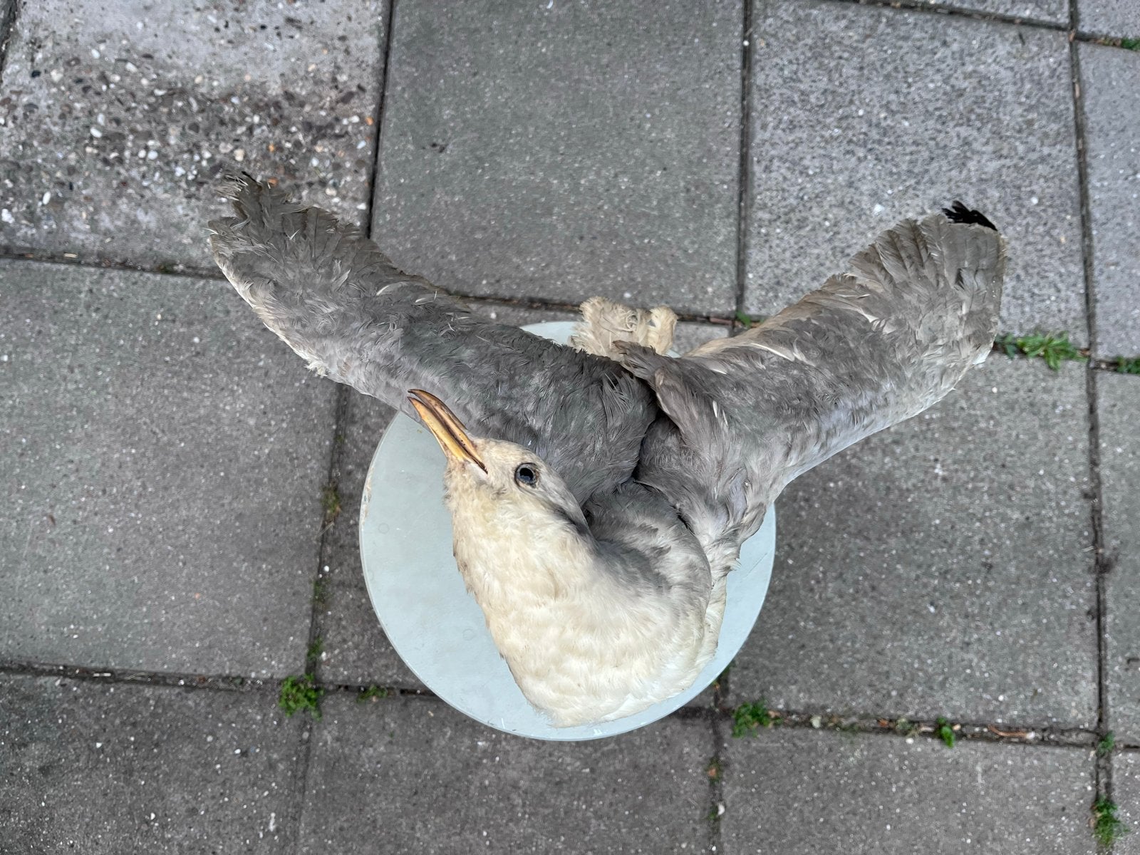Opgezette vogels (fazant gereserveerd), Ophalen of Verzenden