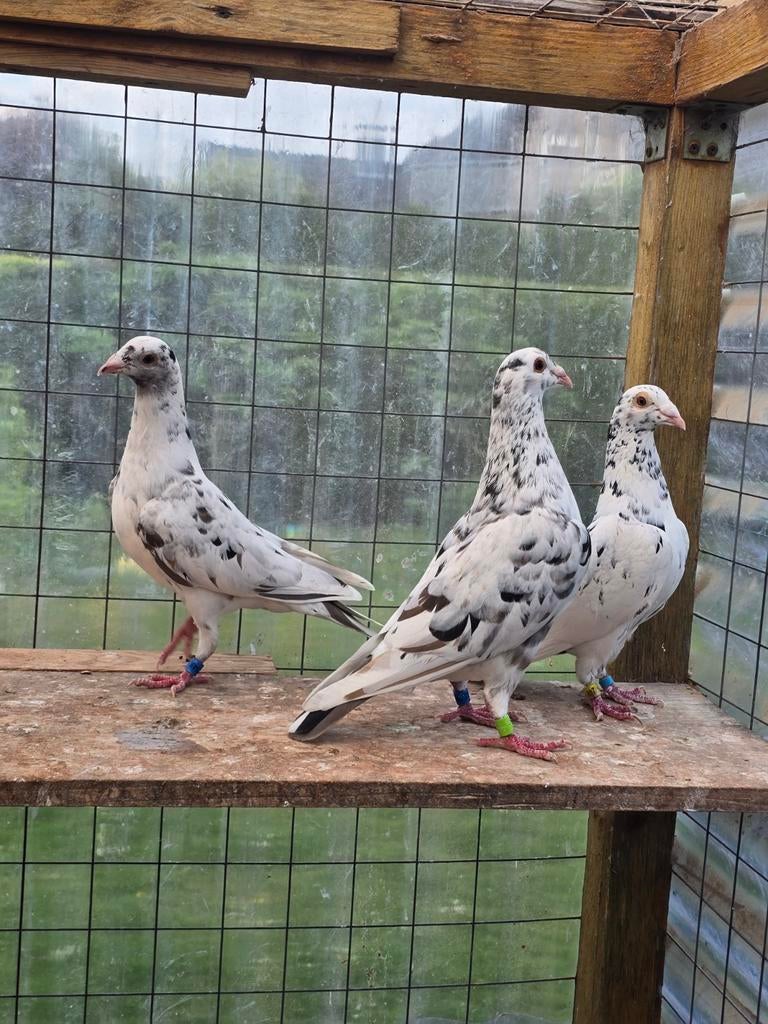 Stipper postduiven duiven te koop, Dieren en Toebehoren, Vogels | Duiven, Meerdere dieren, Postduif