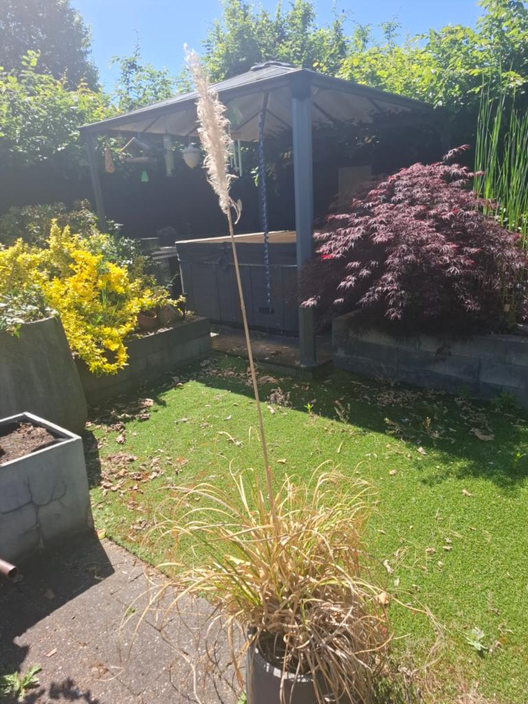 Pluimboom inclusief po, Ophalen of Verzenden