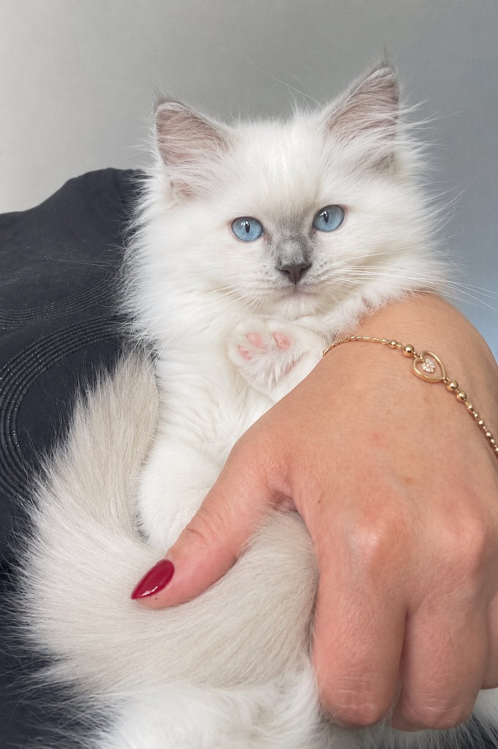 Prachtige lilac mitted Ragdoll kitten kater met stamboom, Dieren en Toebehoren, Katten en Kittens | Raskatten | Langhaar, Kater