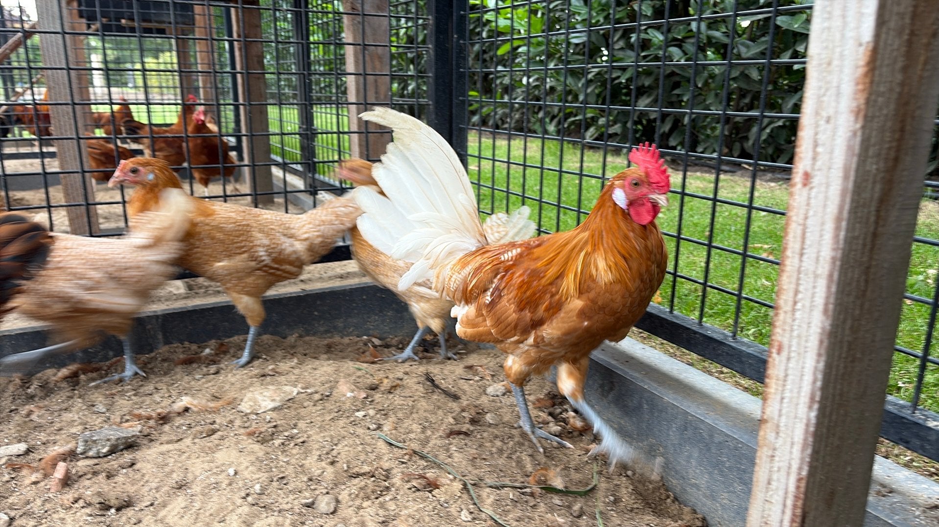 Trio friese hoen, Dieren en Toebehoren, Meerdere dieren, Kip