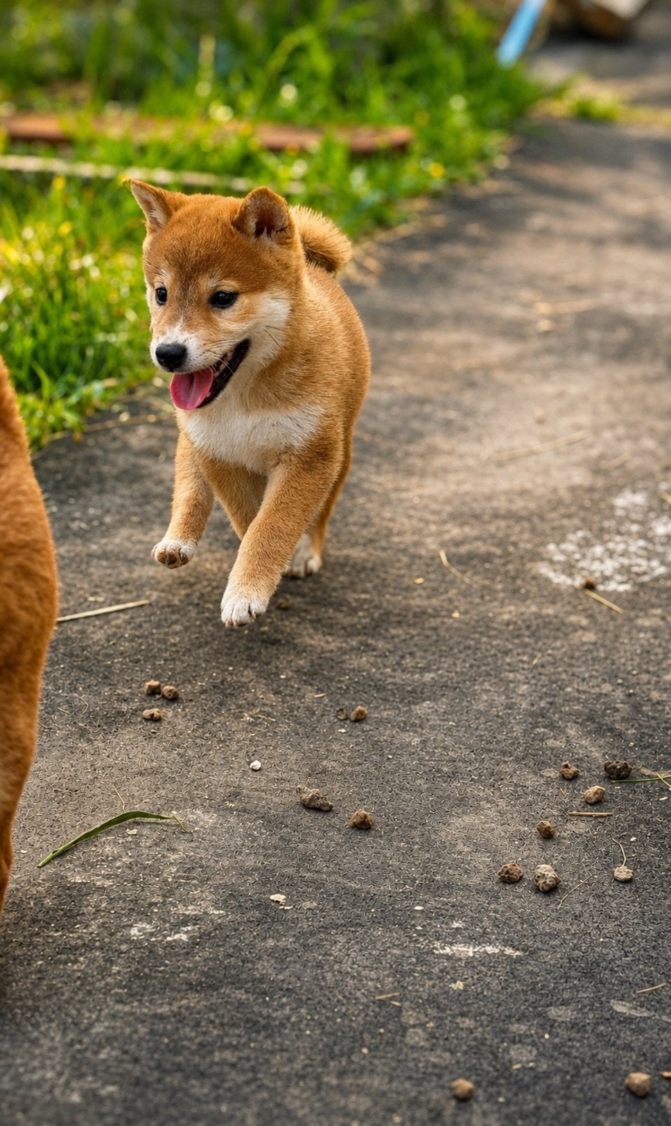 Prachtige Shiba Inu pups te koop, België, Particulier, Reu, 8 tot 15 weken