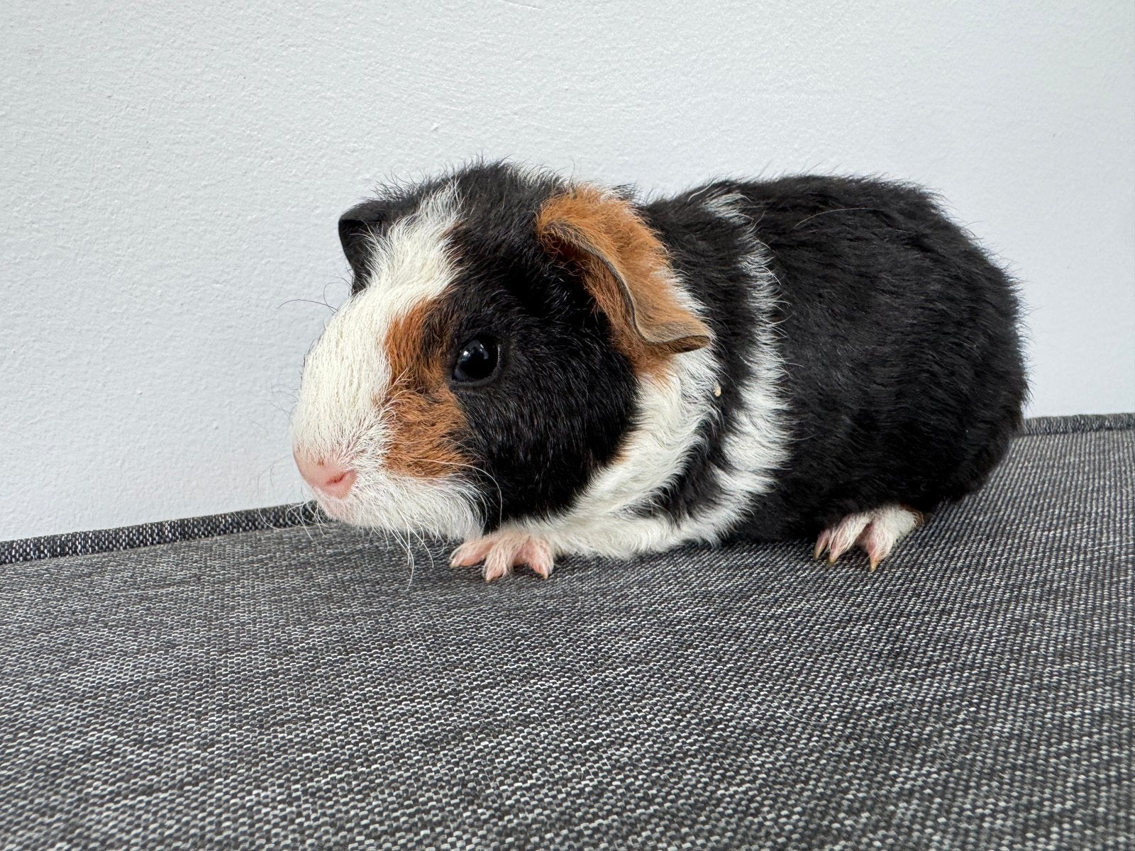 Lief zeugje Elle, Dieren en Toebehoren, September, Vrouwelijk, Cavia
