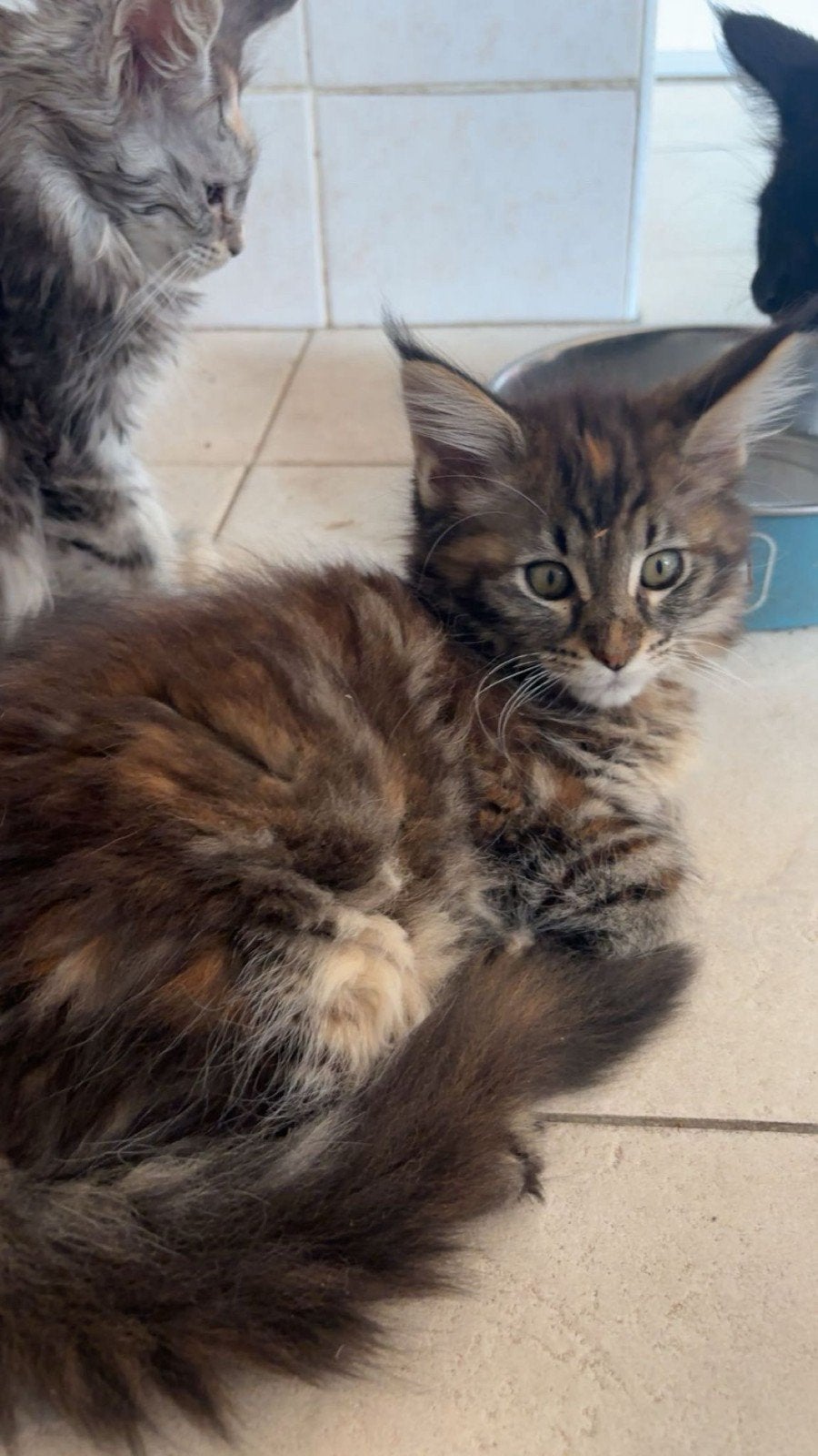 Maine coon kittens (v) 2x, Meerdere dieren, Ontwormd, 0 tot 2 jaar