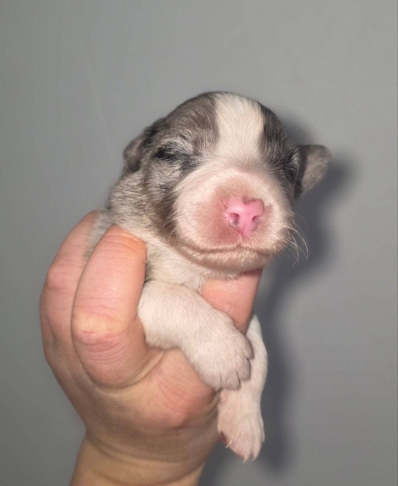 Prachtige border collie x australian sepherd pups!, 8 tot 15 weken, Collie, Meerdere dieren, Eén hond