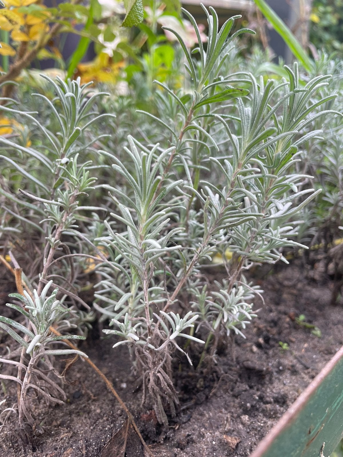 Lavendel plantjes, Ophalen, Overige soorten, Volle zon