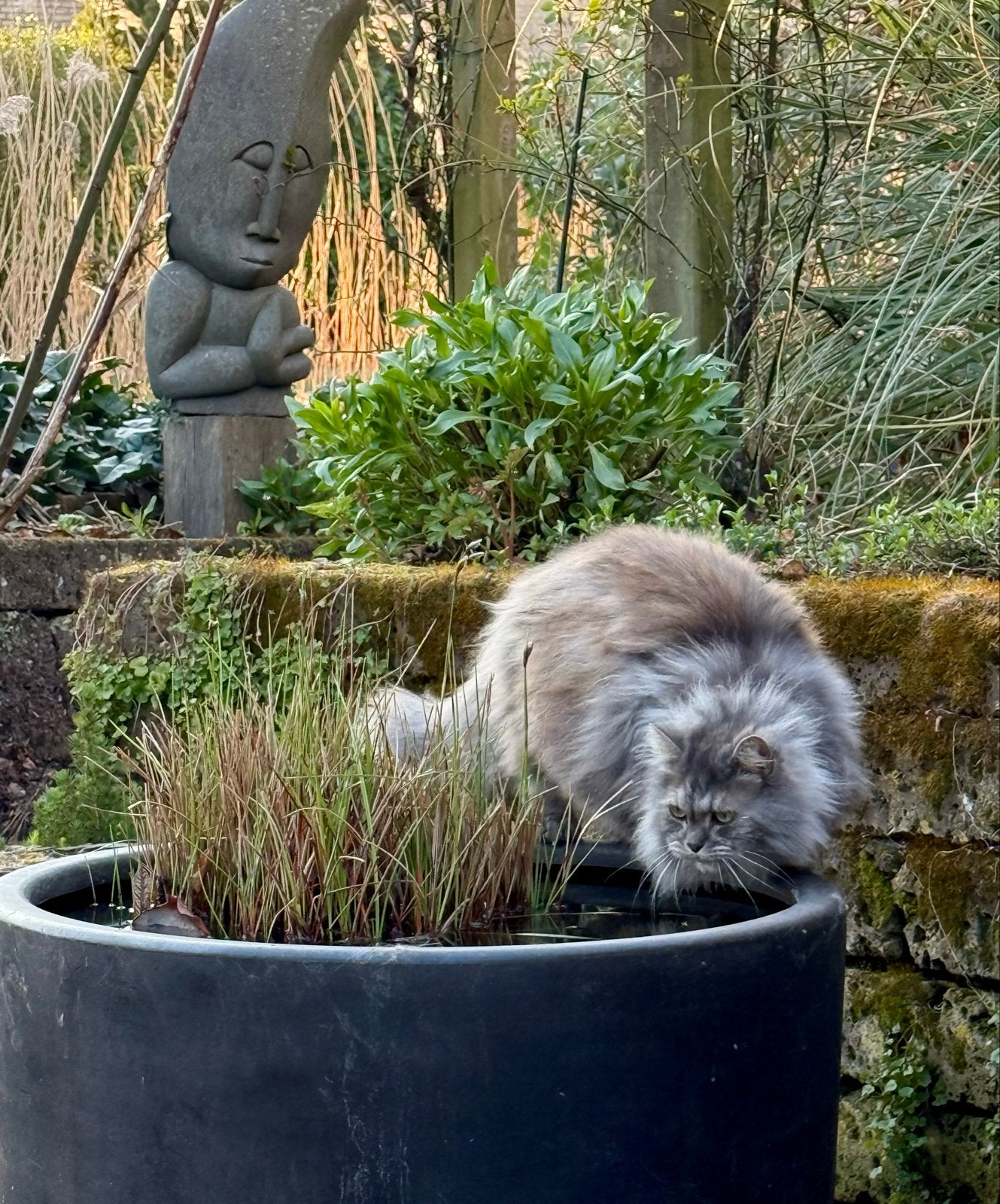 Britse langhaar kater (gecastreerd), Dieren en Toebehoren, Katten en Kittens | Overige Katten, Kater, 6 jaar of ouder