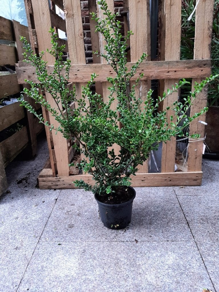 HAAG Ilex crenata 'Convexa' wintergroene "buxus-vervanger", Overige soorten, Volle zon, Vaste plant, Ophalen of Verzenden