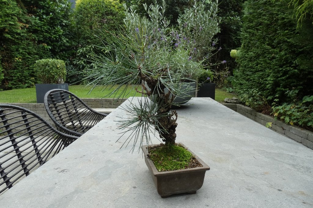 Bonsai Pinus Thunbergii Corticosa [ Japanse zwarte den ], Tuin en Terras, In pot, Bloeit niet, Halfschaduw, Minder dan 100 cm
