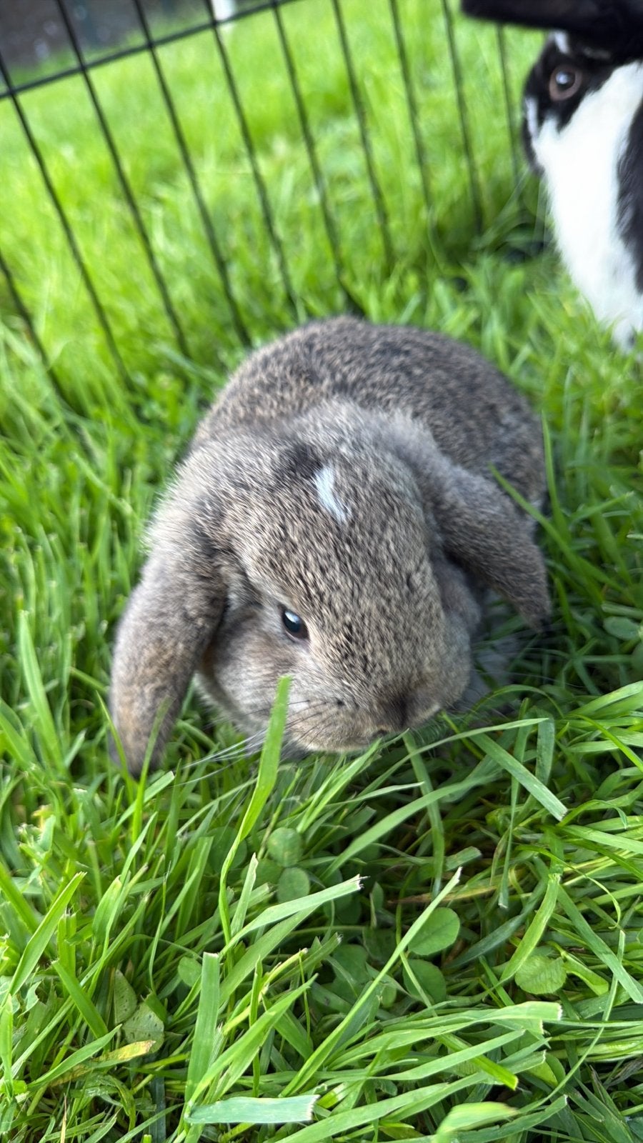 Hangoor konijntjes te koop, Dieren en Toebehoren, Augustus, Mannelijk, Overige typen