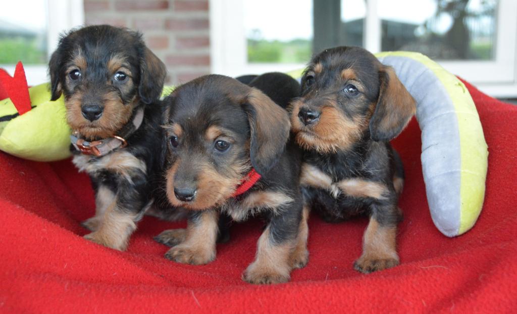 Originele Teckel pups, zeer sociaal. Huiselijk opgegroeit, Dieren en Toebehoren, Honden | Teckels en Dashonden, Parvo, 8 tot 15 weken