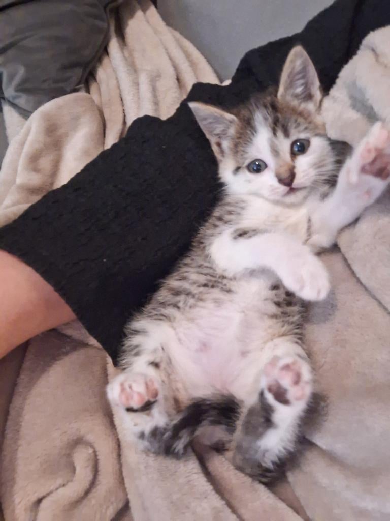 Lief poesje beschikbaar, Meerdere dieren, Ontwormd, 0 tot 2 jaar