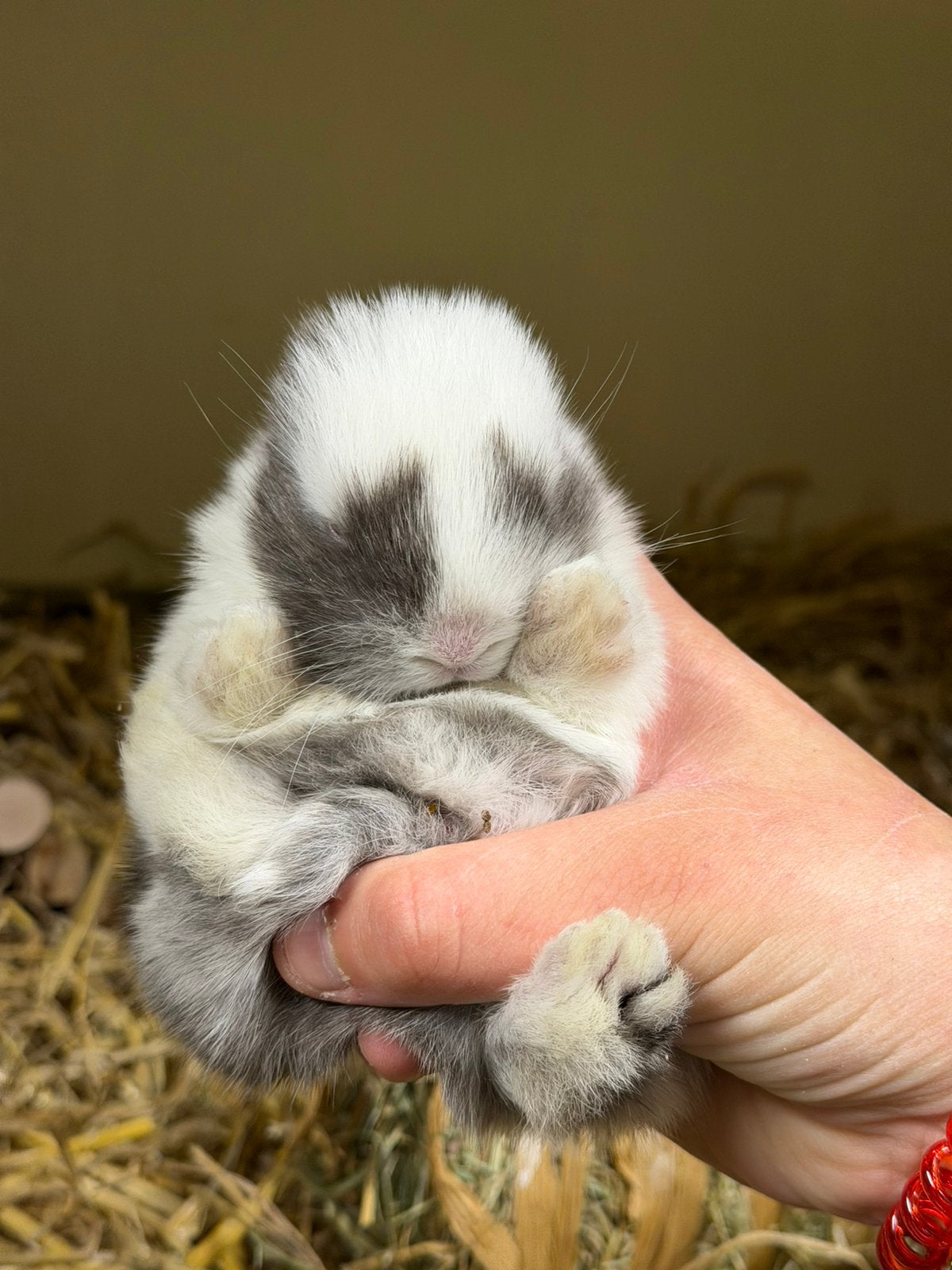 Super knappe Minilop konijntjes, Dieren en Toebehoren, Konijnen, Mannelijk, Dwerg, Hangoor, 0 tot 2 jaar