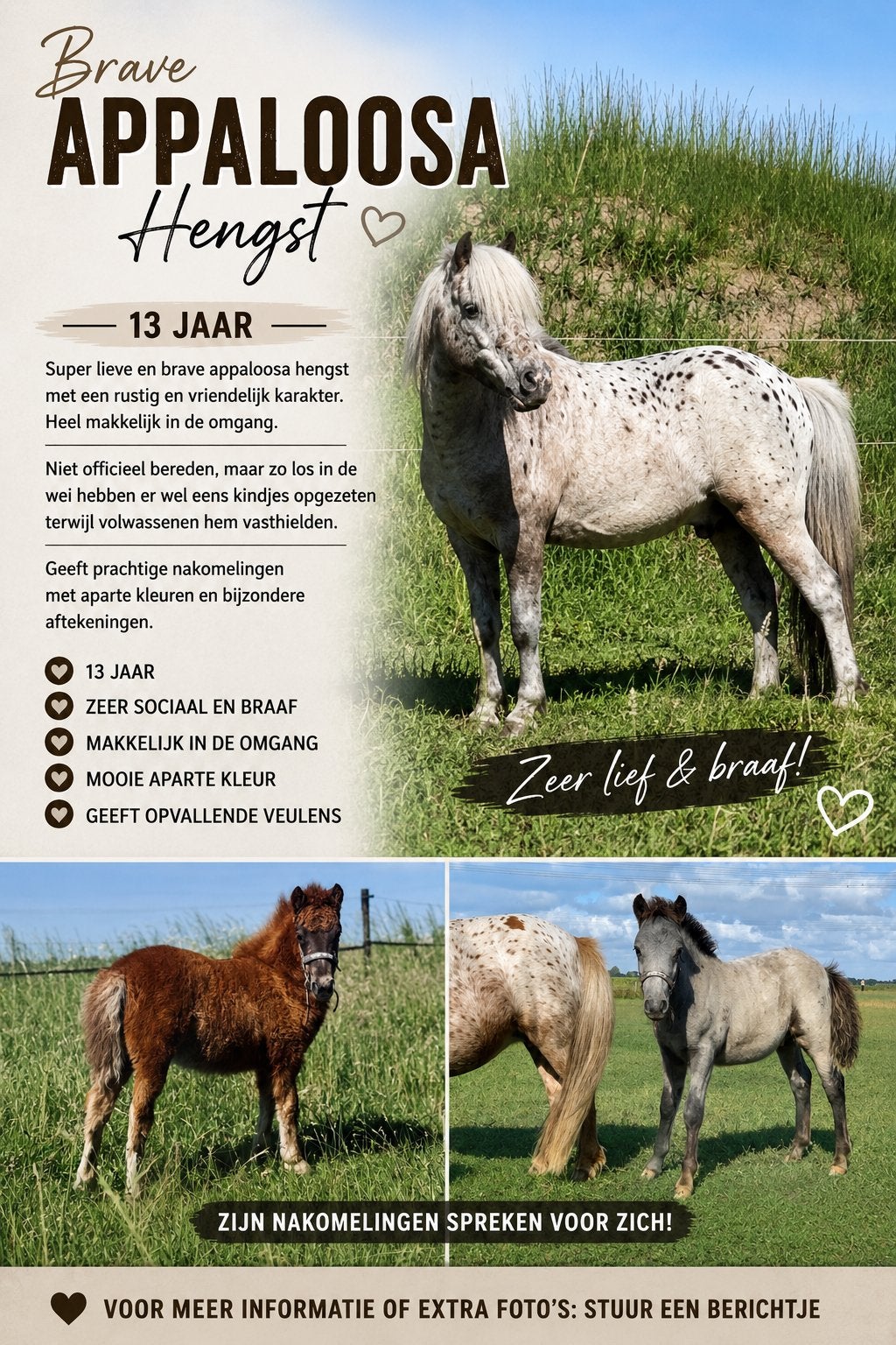 Brave Appaloosa hengst -13 jaar, Dieren en Toebehoren, Pony's, Met stamboom, A pony (tot 1.17m), 11 jaar of ouder, Zadelmak