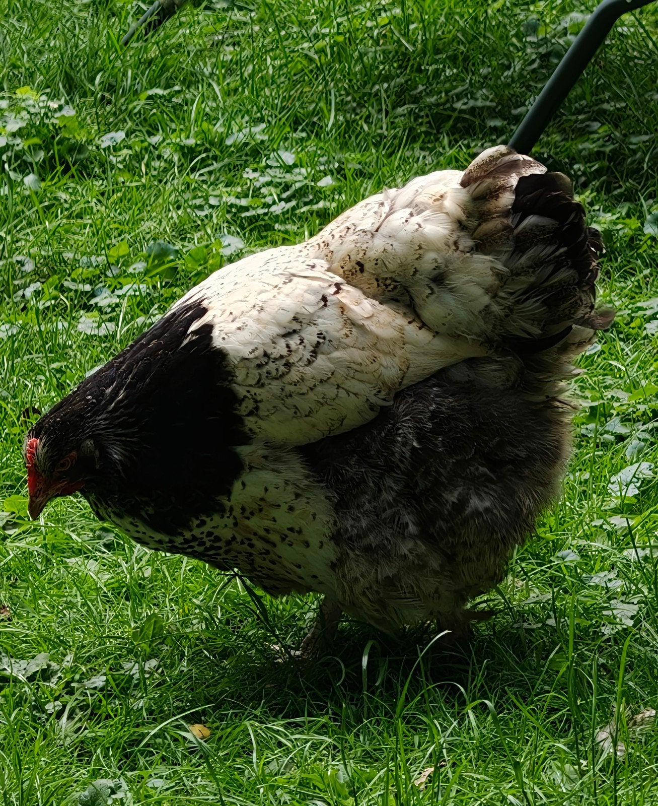 2 prachtig Orpington hanen in wording, Dieren en Toebehoren, Pluimvee, Mannelijk, Kip