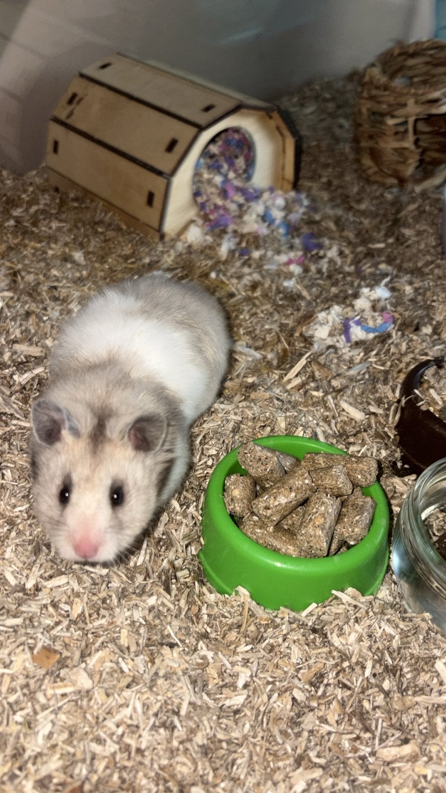 Hele unieke hamster., Dieren en Toebehoren, Hamster, April, Vrouwelijk, Tam