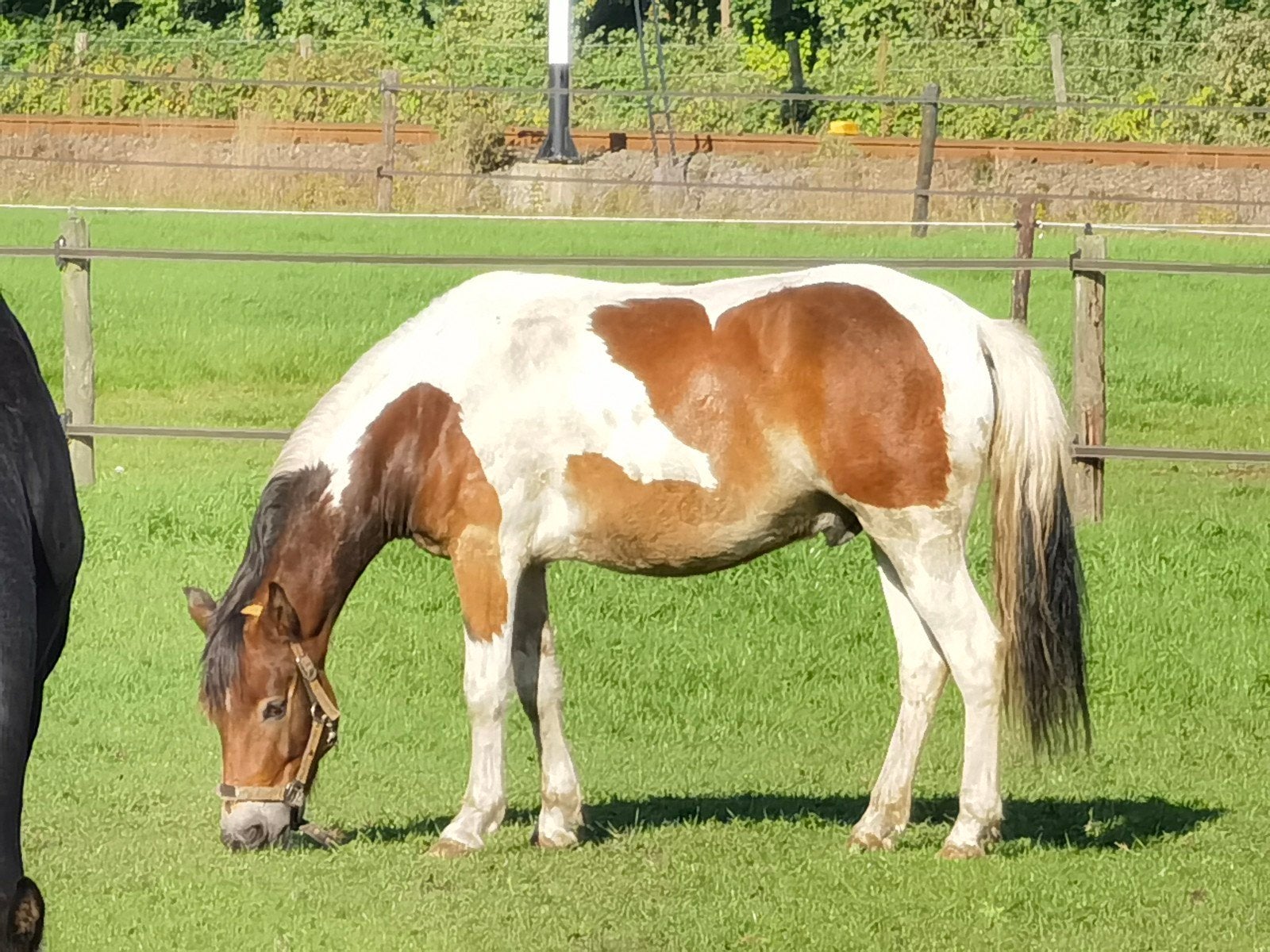 te koop b pony legend, Ruin, Recreatiepaard, Ontwormd, 7 tot 10 jaar