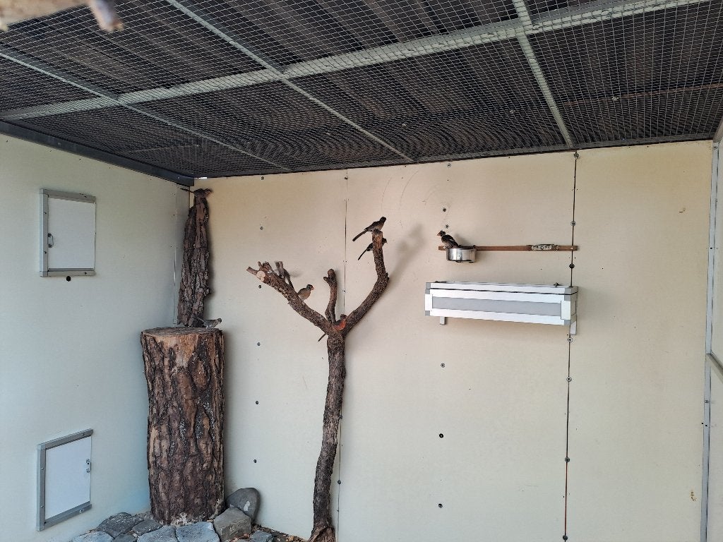 rode kardinalen, Meerdere dieren, Wildzangvogel, Geringd