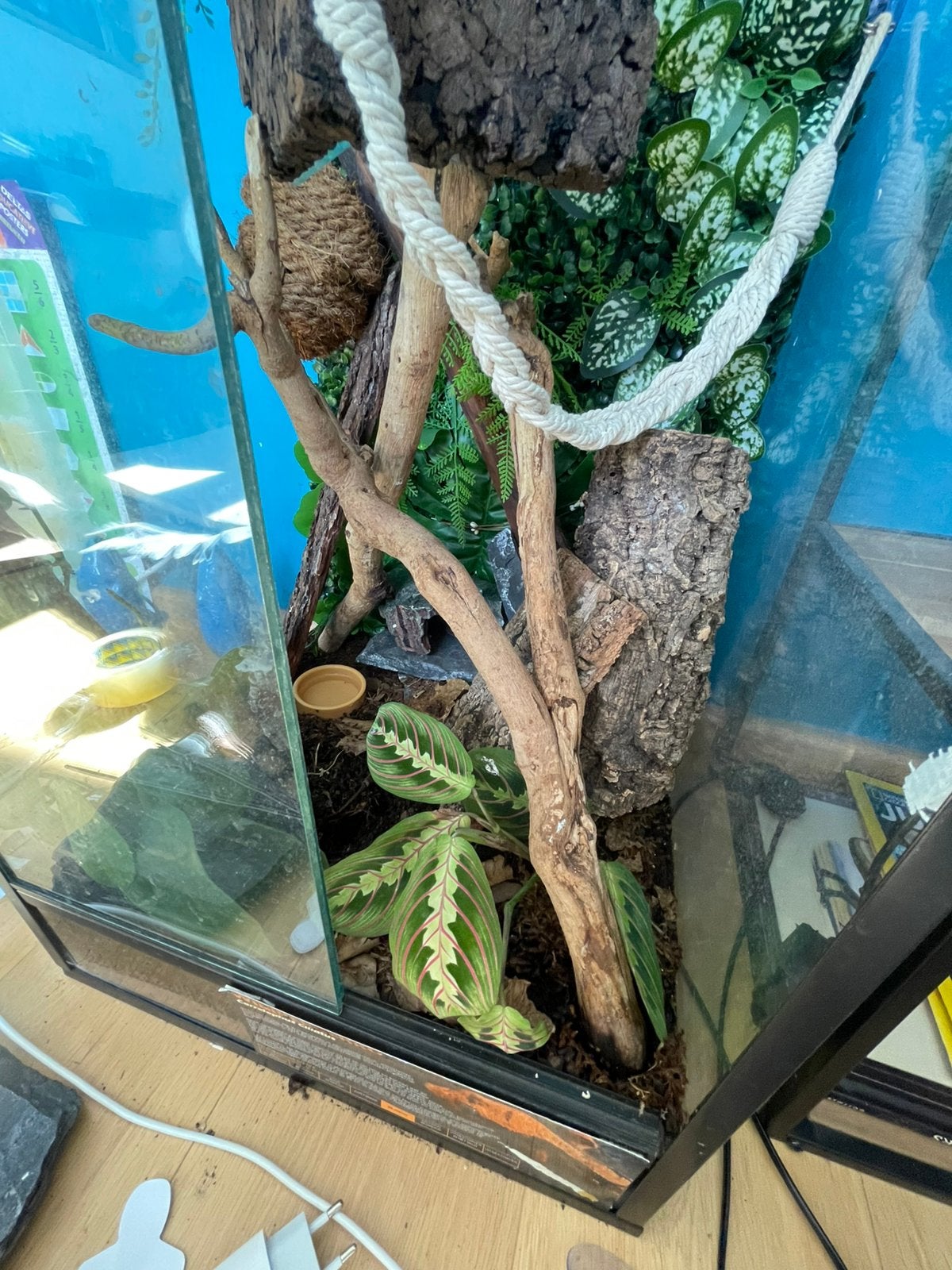 Wimpergekko+compleet terarrium, Ophalen, Zo goed als nieuw