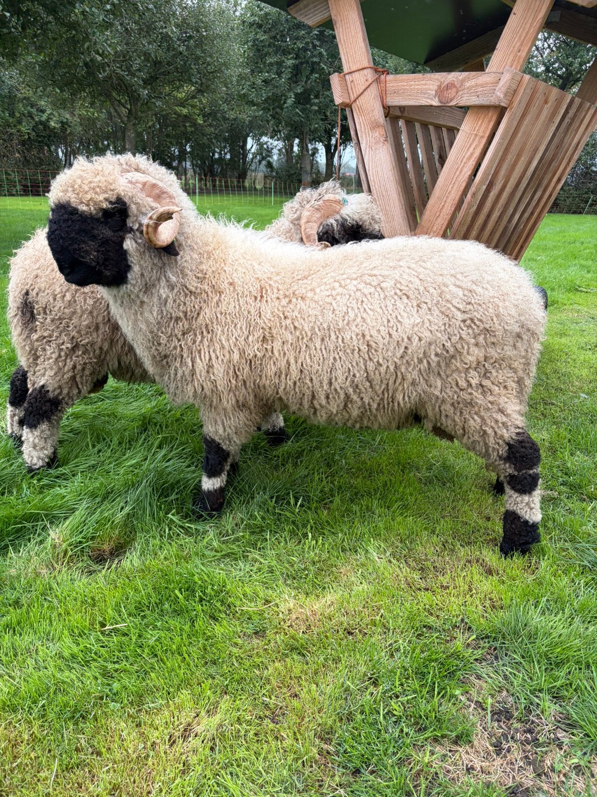 2 x Walliser Schwarznase/zwartneusschaap rammen., Mannelijk, Schaap