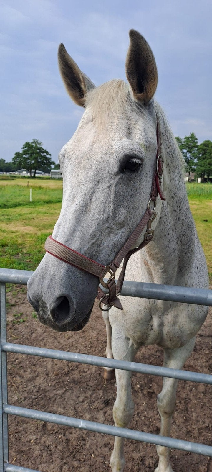 Weidemaatje / coachpaard aangeboden, Dieren en Toebehoren, Niet van toepassing, 160 tot 165 cm, 11 jaar of ouder, Merrie