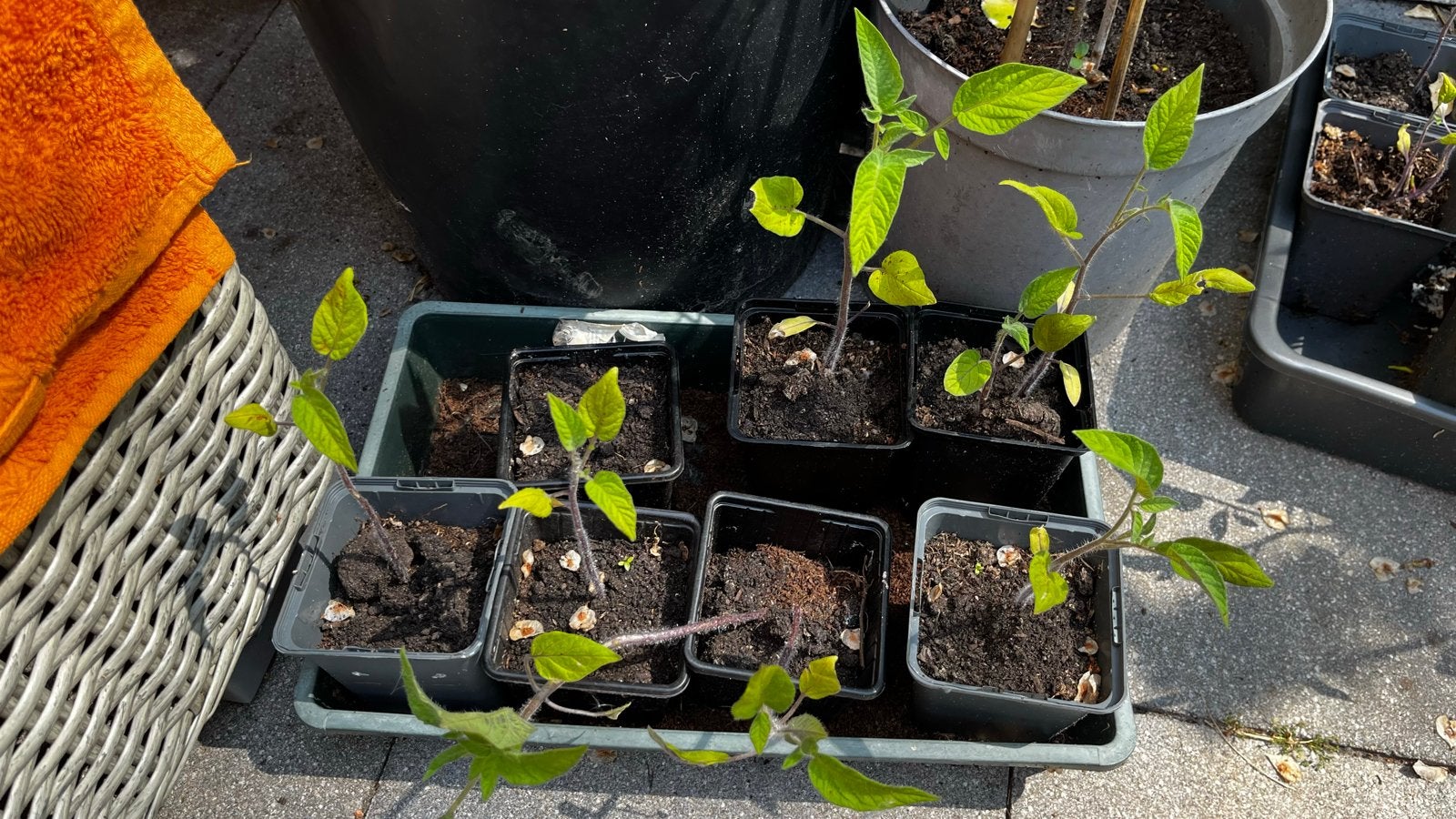 Tomaten Plantjes, Volle zon, Eenjarig, Zomer, Ophalen