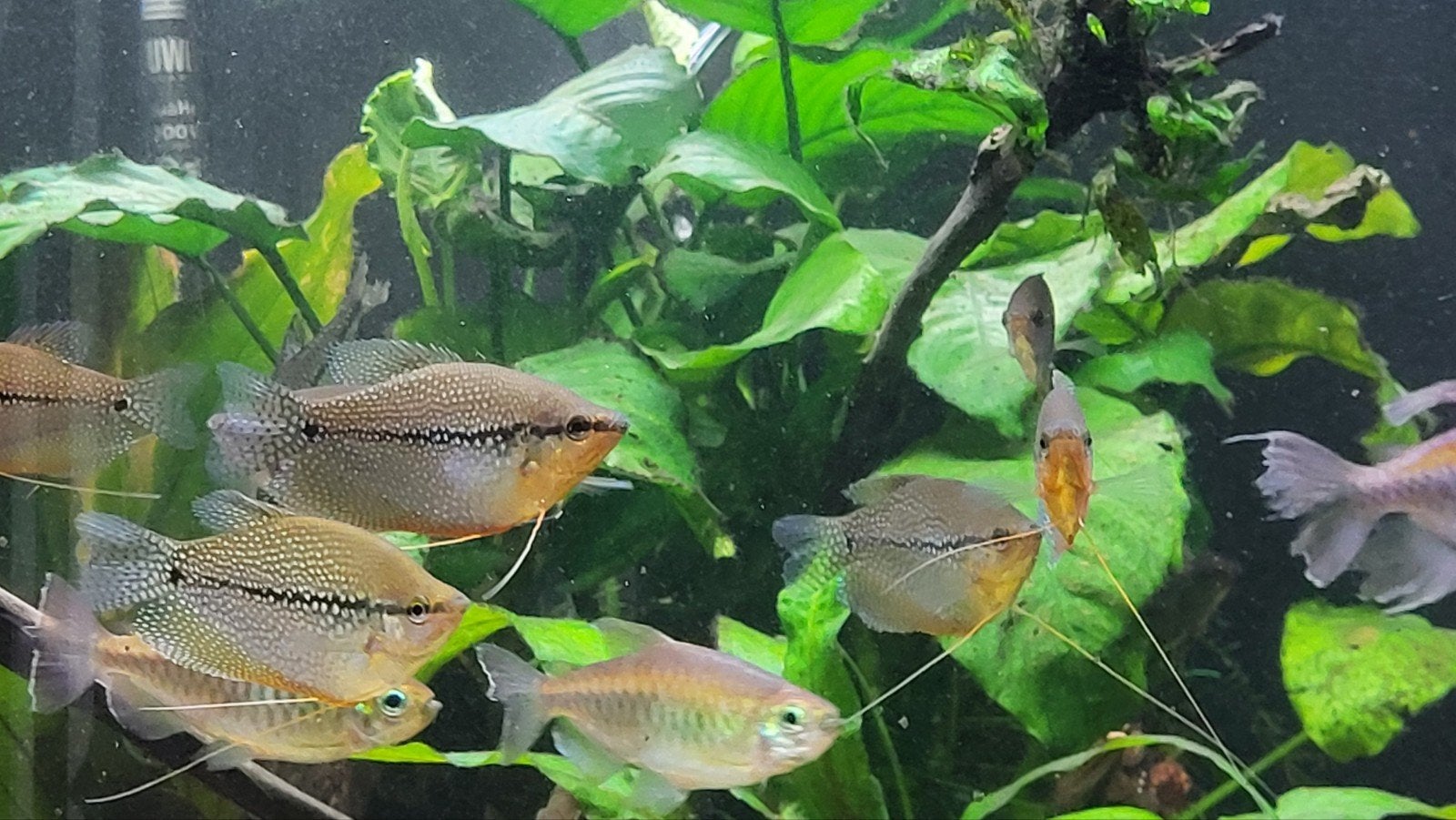 diamantgoerami, Dieren en Toebehoren, Vis, Zoetwatervis