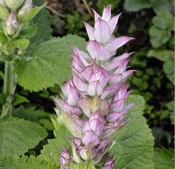 Te koop: zaden 1-, 2-jarigen en vaste planten, Ophalen of Verzenden, Volle zon, Zaad