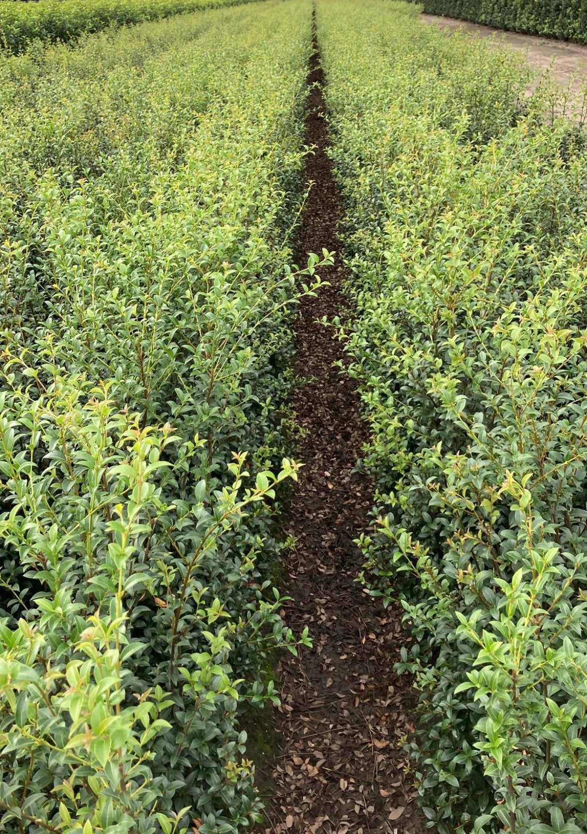 Schijnhulst Osmanthus burkwoodii planten in maten leverbaar, Tuin en Terras, Planten | Struiken en Hagen, Ophalen of Verzenden