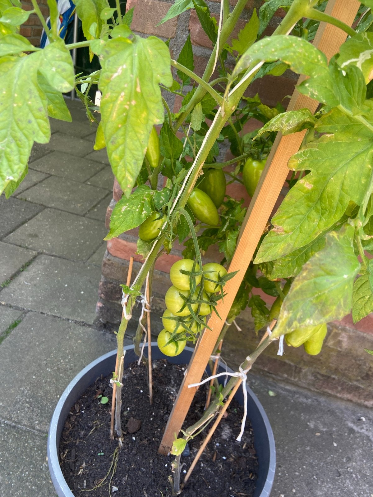 Tomatenplant met onrijpe tomaten in pot, Ophalen, Volle zon, Eenjarig, Zomer