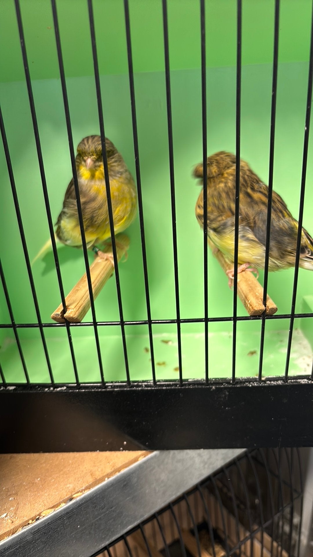 Glosters, Dieren en Toebehoren, Meerdere dieren