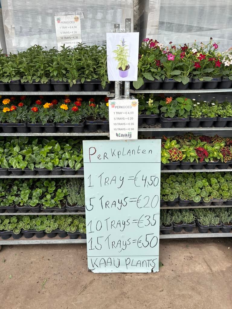 Perkplanten, amaryllis, bloemen, potgrond en tuinaarde., Ophalen, Overige soorten, Volle zon