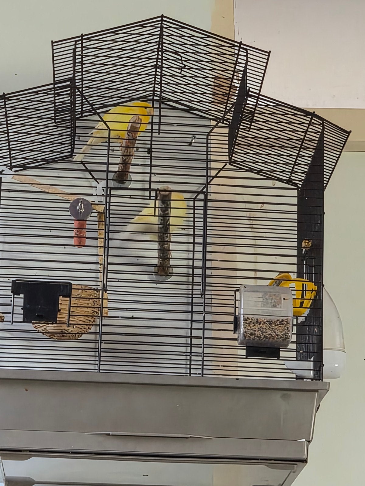 3 kanaries inclusief kooi, Dieren en Toebehoren, Vogels | Kanaries, Meerdere dieren, Zangkanarie