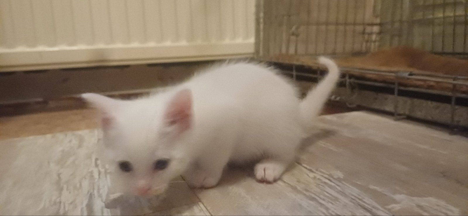 Prachtige kittens, Dieren en Toebehoren