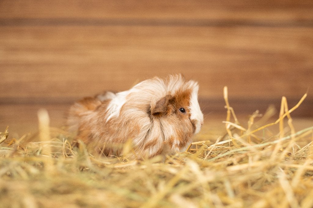 Cavia beren | Verschillende kleurslagen | Jonge cavia's, Dieren en Toebehoren, Cavia, April, Mannelijk, Tam