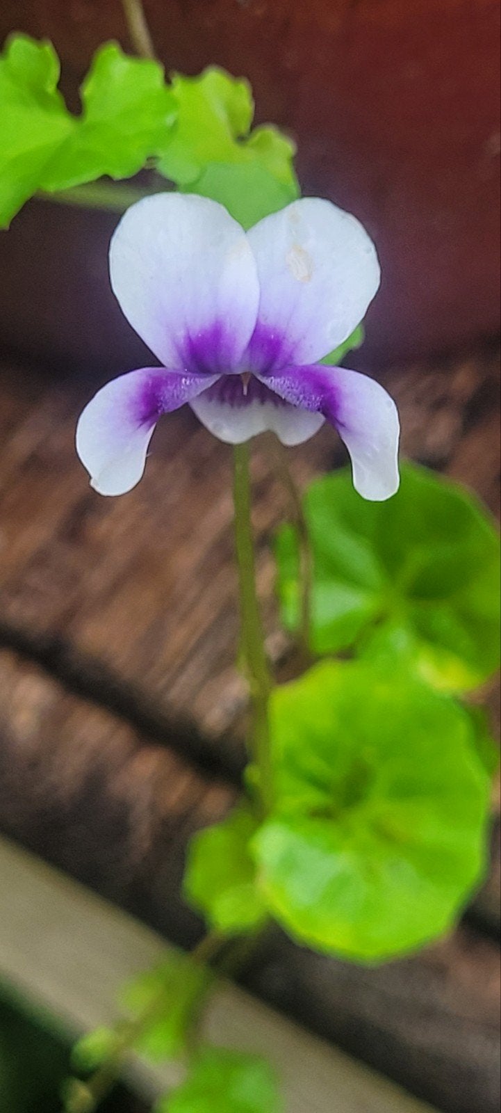 Viola hederacea – Klimopviooltje, Ophalen, Overige soorten, Halfschaduw