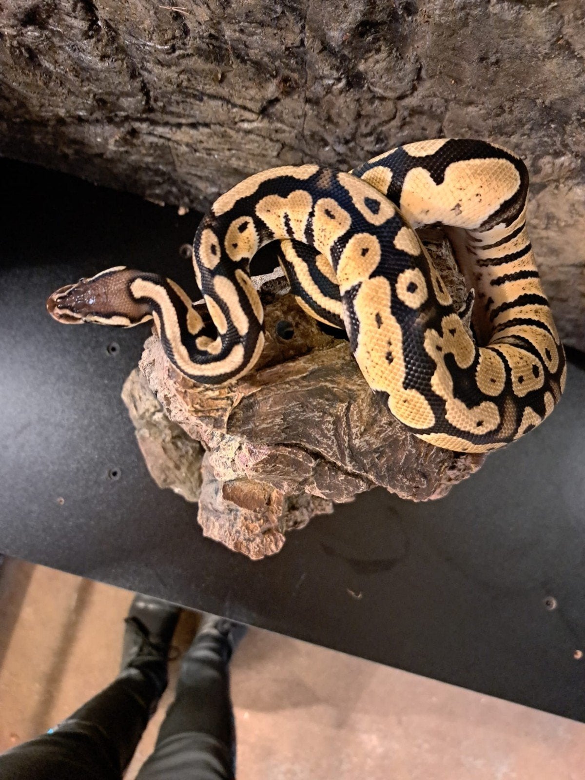 koningspython (regius) firefly vrouw Ball Python photo 8