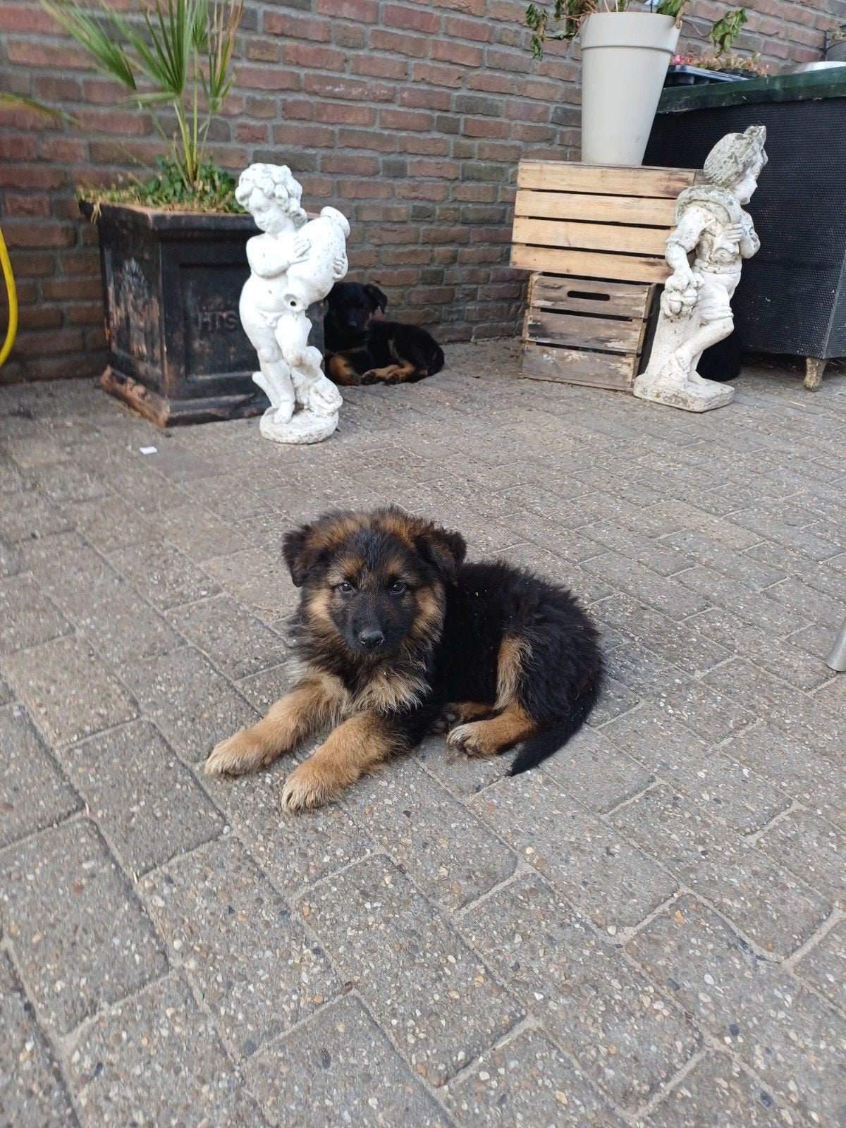 oudduits  keer duitse herder pups, Dieren en Toebehoren, Honden | Herdershonden en Veedrijvers, Parvo, 8 tot 15 weken, Meerdere