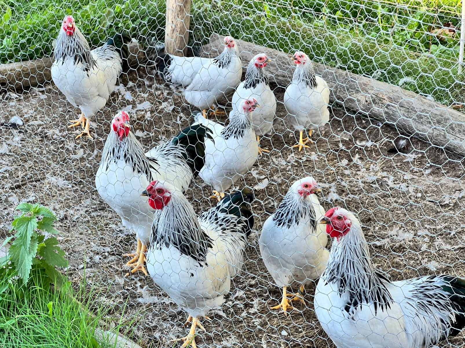 Wyandotte krielen – wit zwartcolumbia, Dieren en Toebehoren, Meerdere dieren, Kip