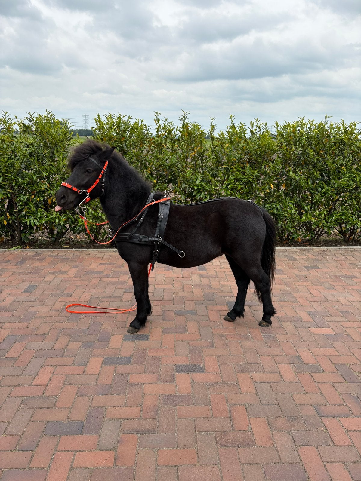Horseboard tuig, Dieren en Toebehoren, Paarden en Pony's | Hoofdstellen en Tuigage, Shetlander, Overige disciplines, Verstelbaar