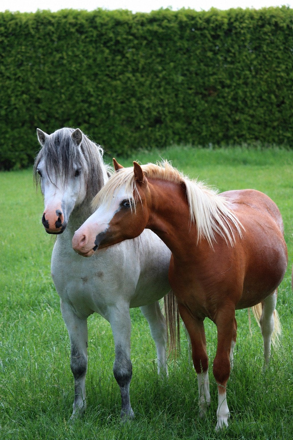 Welsh A hengsten, Hengst, 0 tot 2 jaar